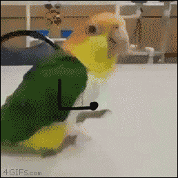 Happy dancing parrot