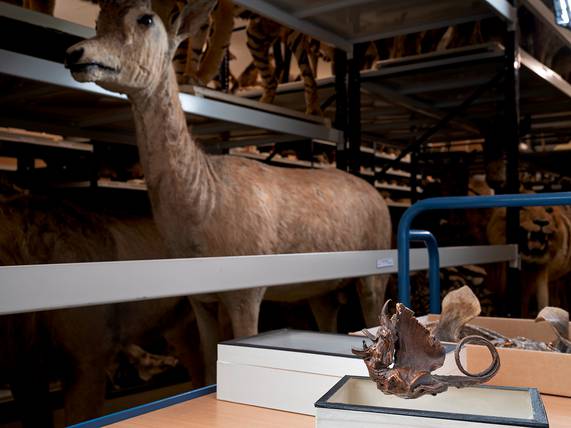 Naturalis: Rog gevouwen in de vorm van een draak.